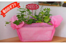 【母の日 ギフト】ハーブ 5種 寄せ植え（オンライン決済限定）