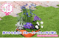 【母の日 ギフト】ブルー・パープルの 寄せ植え（舟形Mサイズ）1個（オンライン決済限定）