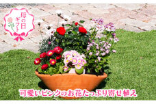 【母の日 ギフト】可愛いピンクのお花たっぷりの 寄せ植え（舟形Mサイズ）1個（オンライン決済限定）