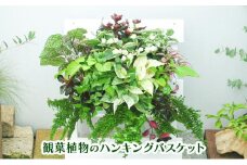 観葉植物のハンギングバスケット