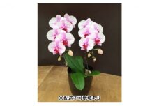 幸せが飛んでくる胡蝶蘭ミディ二本立ち【配送不可：北海道、東北、沖縄、離島】
