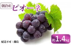 ぶどう ピオーネ 朝倉産 約1.4kg 配送不可 離島