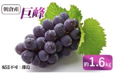 ぶどう 巨峰 朝倉産 約1.6kg 配送不可 離島 果物類 フルーツ 