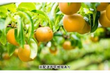 「先行予約」朝倉市産 秋月 梨 5kg 9～18玉 8月中旬より順次出荷お届け：2023年8月20日～9月30日