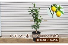 鉢植え レモンの木 黒プラスティック鉢 27cm 配送不可 北海道 沖縄 離島