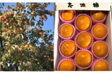 柿 富有柿 早生 Lサイズ 14～15玉入 かき カキ 果物 くだもの フルーツ