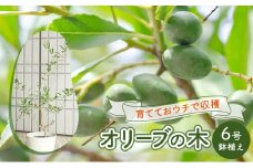 鉢植え 苗木 オリーブの木 6号 オリーブ 高さ約60～80cm 植物 ガーデン ガーデニング