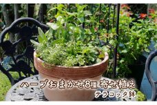 ハーブ 寄せ植え 8種 テラコッタ鉢 30cm 植物 インテリア ガーデン