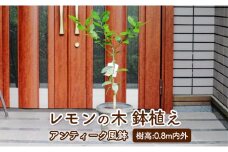 鉢植え レモンの木 アンティーク風鉢 27cm 配送不可 北海道 沖縄 離島