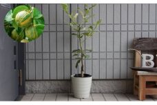 斑入り レモンの木 ピンクレモネード 鉢植え