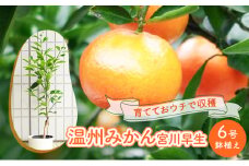 鉢植え 苗木 温州みかん 6号 宮川早生 高さ約70～80cm 植物 ガーデン ガーデニング