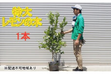 鉢植え レモンの木 特大サイズ 1本 配送不可 北海道 沖縄 離島