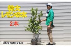 鉢植え レモンの木 特大サイズ 2本 配送不可 北海道 沖縄 離島