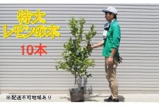 鉢植え レモンの木 特大サイズ 10本 配送不可 北海道 沖縄 離島