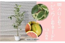 鉢植え レモンの木 斑入り ピンクレモネード 1.3内外 配送不可 北海道 沖縄 離島