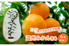 鉢植え 苗木 温州みかん 6号 青島 高さ約70～90cm 大玉で甘～い みかんの木 植物 ガーデン ガーデニング
