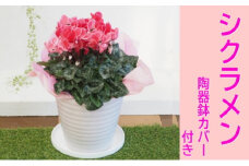 シクラメン 花色（赤・ピンク系）陶器鉢 カバー付き