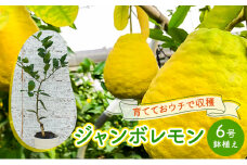 鉢植え 苗木 ジャンボレモン 6号 高さ約70～90cm レモンの木 レモン 植物 ガーデン ガーデニング