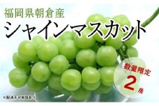 シャインマスカット 2房 化粧箱（約1～1.2kg）★(有)ティース【配送不可：沖縄・離島】 果物類 ぶどう ブドウ フルーツ 