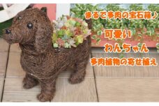 まるで多肉の宝石箱♪チビわんこの多肉植物 寄せ植え（1個）