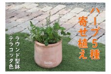 ハーブ 寄せ植え 5種 ラウンド型 テラコッタ鉢 25cm 植物 インテリア ガーデン