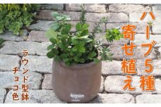ハーブ 寄せ植え 5種 ラウンド型 チョコ色 25cm 植物 インテリア ガーデン
