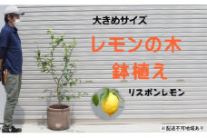 鉢植え レモンの木 リスボンレモン 大きめサイズ 配送不可 北海道 沖縄 離島