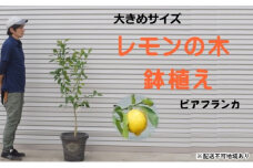 鉢植え レモンの木 ビアフランカ 大きめサイズ 配送不可 北海道 沖縄 離島