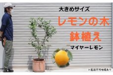 鉢植え レモンの木 マイヤー 大きめサイズ 配送不可 北海道 沖縄 離島