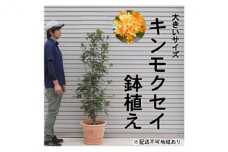 鉢植え 金木犀 キンモクセイ オリーブ柄 テラコッタ鉢 40cm 配送不可 北海道 沖縄 離島