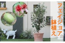 フェイジョアの鉢植え（オリーブ柄テラコッタ鉢30cm）※配送不可：北海道・沖縄・離島