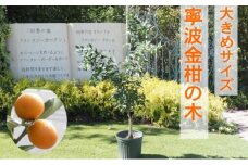 鉢植え 寧波金柑の木 大きめサイズ 1本 配送不可 北海道 沖縄 離島