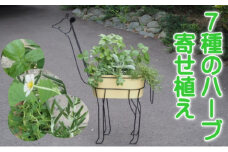 ハーブ 寄植え 7種 キリン型 アイアン鉢 配送不可 北海道 沖縄 離島