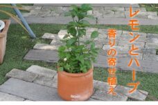 寄せ植え レモンとハーブ 香り ラウンド型 テラコッタ鉢 25cm 配送不可 北海道 沖縄 離島