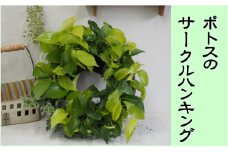 ポトスのサークルハンキング