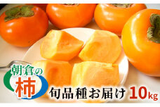 柿 朝倉の柿はじめました。季節の朝倉の柿 約10kg 36-40玉 配送不可 離島