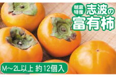2025年先行予約 志波の富有柿 M～2Lサイズ×約12個入 発送予定：2025年11月20日～12月25日 ※配送不可：離島 果物 フルーツ 秋の味覚 おやつ デザート 産地直送 ブランド 柿の王様 福岡県産 朝倉市産