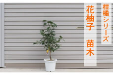 柑橘苗 花柚子 苗木（実なし）