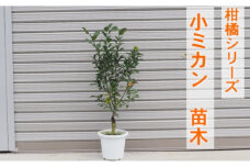 柑橘苗 小みかん 苗木（実なし）