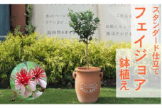 フェイジョア 鉢植え（つぼ型鉢）