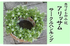 アリッサムのサークルハンキング（直径35cm）