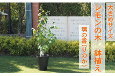 鉢植え レモンの木 大きめサイズ 璃の香 PVP 配送不可 沖縄 北海道 離島