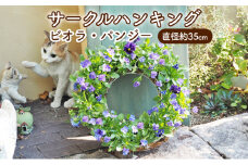 花 サークルハンキング ビオラ パンジー 直径35cm 植物 インテリア ガーデン