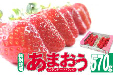 いちご 2025年12月より発送 うるう農園のあまおう スタンダード2パック 約570g※配送不可：離島 果物 フルーツ デザート 食後 特別栽培 福岡県産 国産 日本産 