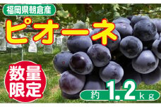 ぶどう ピオーネ 先行予約 約2～4房 約1.2kg 配送不可 離島 果物 フルーツ デザート 食後 おやつ 多汁 強い甘み 酸味 産地直送 福岡県産 朝倉市産