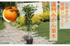 苗木 柑橘苗 大きめサイズ 温州みかん 1本 配送不可 北海道 沖縄 離島