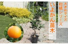 苗木 柑橘苗 大きめサイズ 伊予柑 1本 配送不可 北海道 沖縄 離島