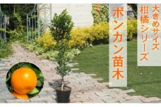 苗木 柑橘苗 大きめサイズ ポンカン 1本 配送不可 北海道 沖縄 離島