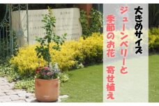 苗木 大きめサイズ ジューンベリーと季節のお花 寄せ植え 配送不可 北海道 沖縄 離島