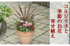 寄せ植え 鉢植え コルジリネと季節のお花 配送不可 北海道 沖縄 離島